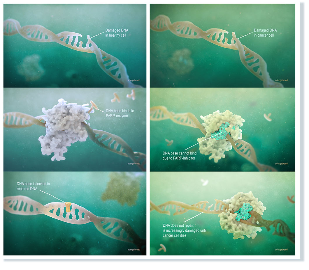 PARPi-cancer-treatment-poster-(c)adergebroed poster-MOA-PARPi
