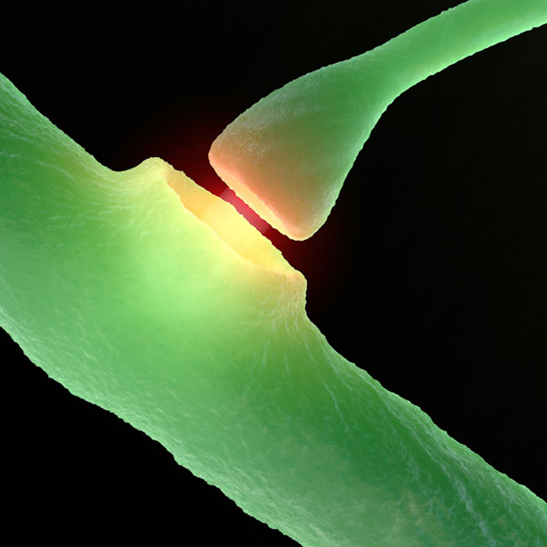 axon-dendrite-connection-square synaps