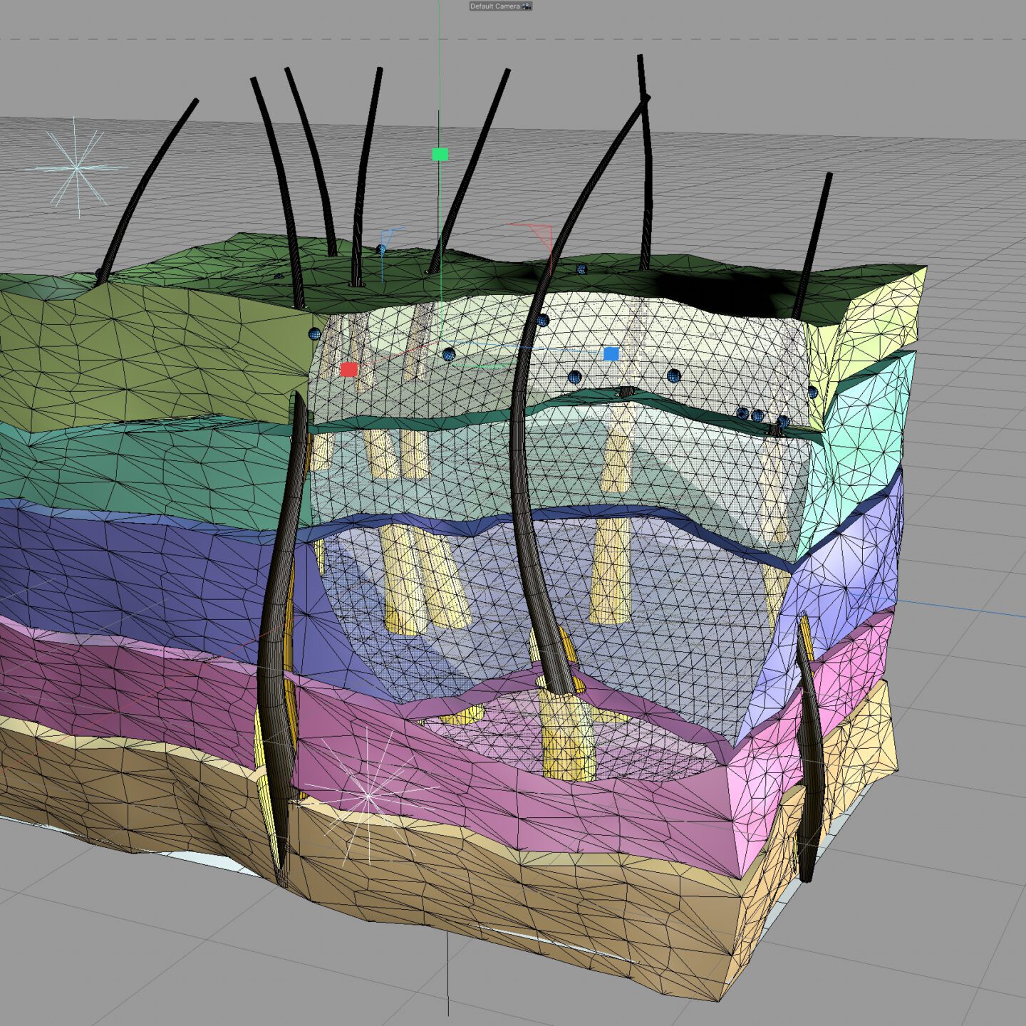 skin -modeling skin - 3D-modeling