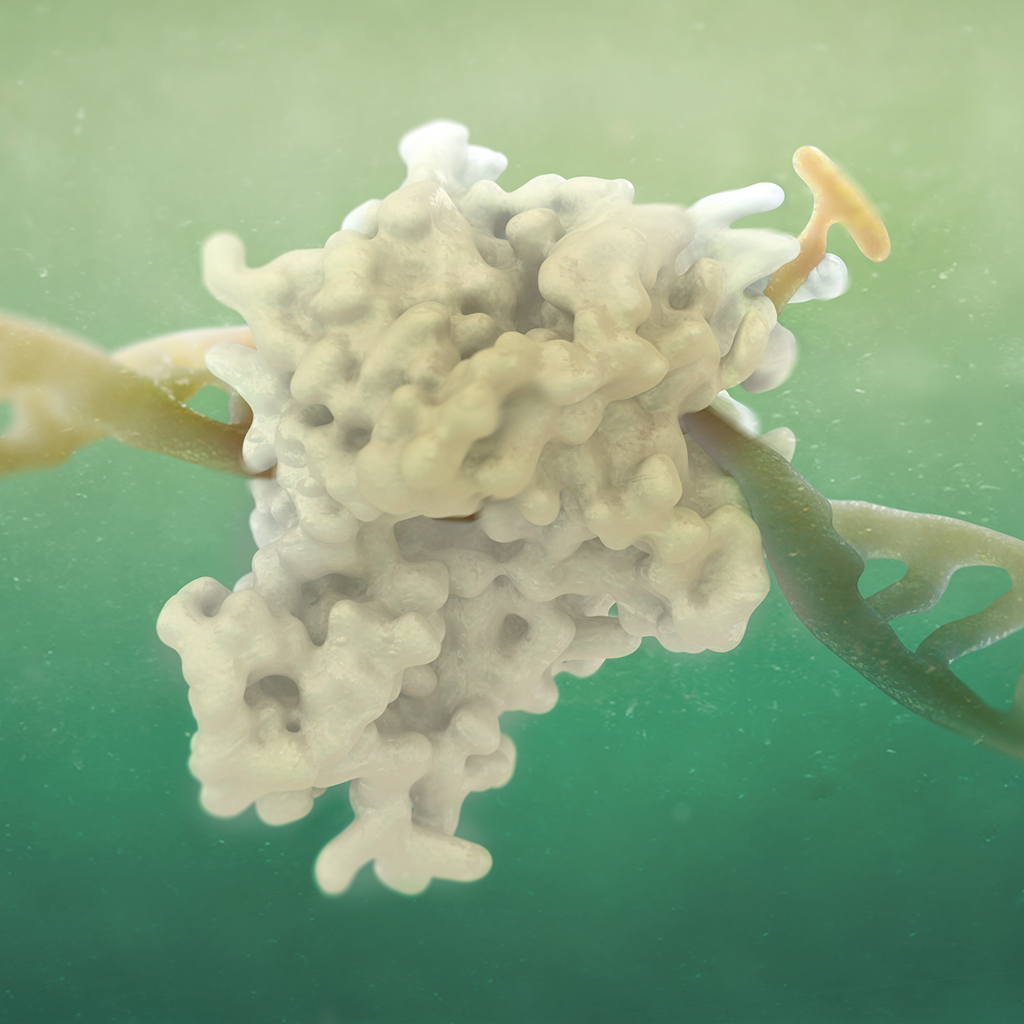 PARP restoring DNA PARP restoring DNA
