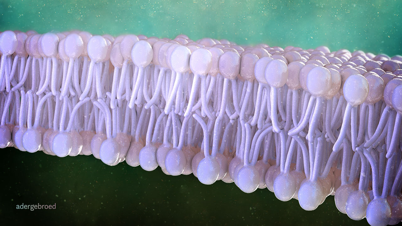 cell-membrane-c-adergebroed cell membrane packed with phospholipids